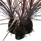 Cordyline australis 'Red Star' from Cedar Nursery, Cobham