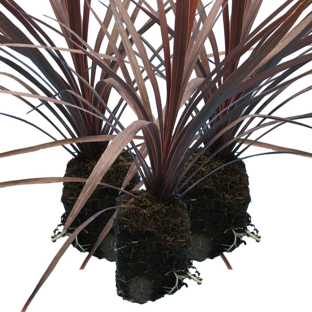 Cordyline australis 'Red Star' from Cedar Nursery, Cobham