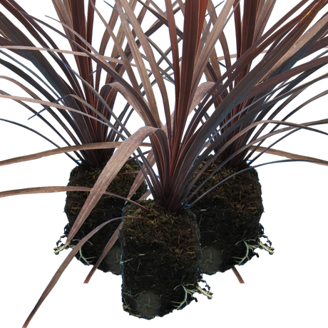 Cordyline australis 'Red Star' from Cedar Nursery, Cobham
