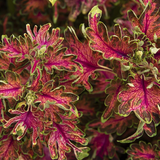 Solenostemon scutellarioides 'Mystical Scarlet' from Cedar Nursery, Cobham
