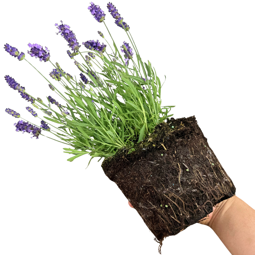 Lavandula angustifolia 'Light Blue' from Cedar Nursery, Cobham