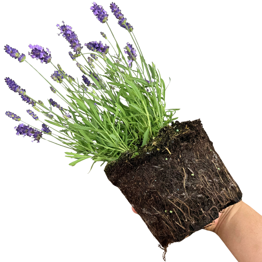Lavandula angustifolia 'Light Blue' from Cedar Nursery, Cobham