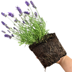 Lavandula angustifolia 'Light Blue' from Cedar Nursery, Cobham