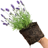 Lavandula angustifolia 'Light Blue' from Cedar Nursery, Cobham