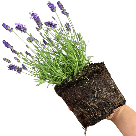 Lavandula angustifolia 'Light Blue' from Cedar Nursery, Cobham