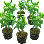 Set of Lilium Oriental 'Romance' Series (Gentle, Golden, Rich) from Cedar Nursery, Cobham