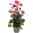 Dahlia 'Dahelgria Tricolour' from Cedar Nursery, Cobham