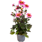 Dahlia 'Dahelgria Tricolour' from Cedar Nursery, Cobham