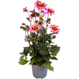 Dahlia 'Dahelgria Tricolour' from Cedar Nursery, Cobham