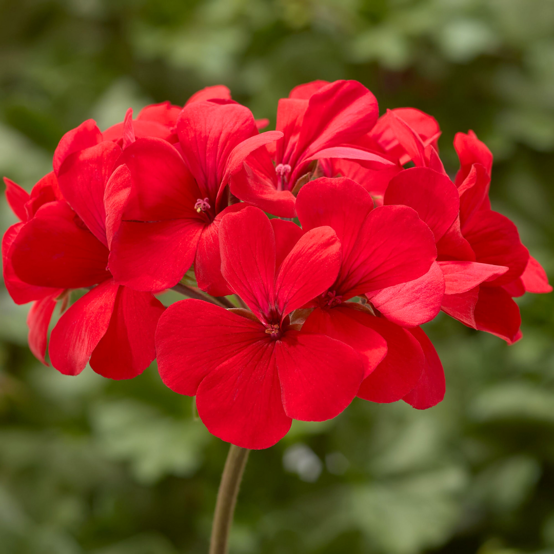 Pelargonium 'Calliope Landscape Fire' from Cedar Nursery, Cobham