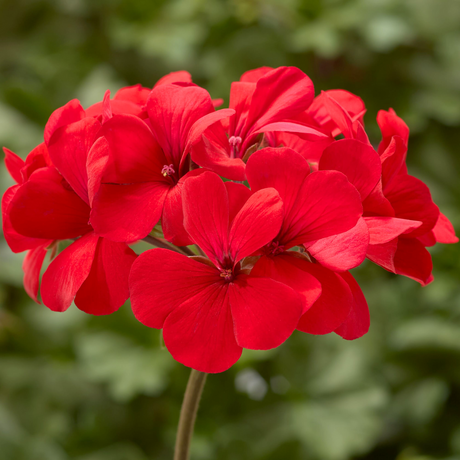 Pelargonium 'Calliope Landscape Fire' from Cedar Nursery, Cobham