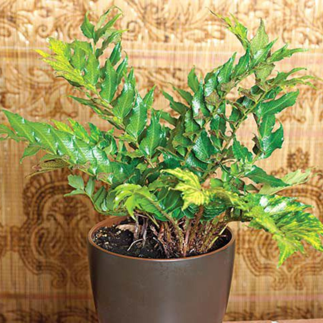 Cyrtomium falcatum (Holly Fern) from Cedar Nursery, Cobham