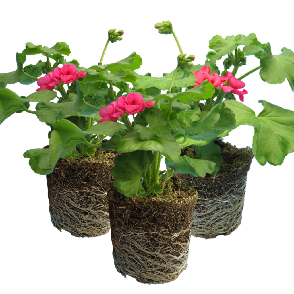 Pelargonium 'Pelgardini Lotusland' from Cedar Nursery, Cobham