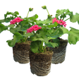 Pelargonium 'Pelgardini Lotusland' from Cedar Nursery, Cobham