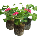 Pelargonium 'Pelgardini Lotusland' from Cedar Nursery, Cobham