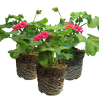 Pelargonium 'Pelgardini Lotusland' from Cedar Nursery, Cobham