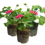 Pelargonium 'Pelgardini Lotusland' from Cedar Nursery, Cobham