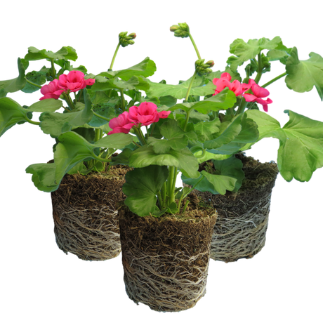 Pelargonium 'Pelgardini Lotusland' from Cedar Nursery, Cobham