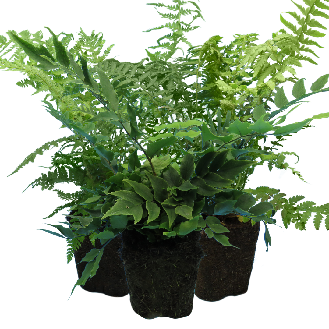 Set of Ferns - Polystichum setiferum, Cyrtomium falcatum, Dryopteris filix-mas from Cedar Nursery, Cobham