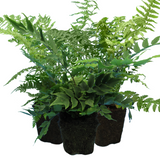 Set of Ferns - Polystichum setiferum, Cyrtomium falcatum, Dryopteris filix-mas from Cedar Nursery, Cobham