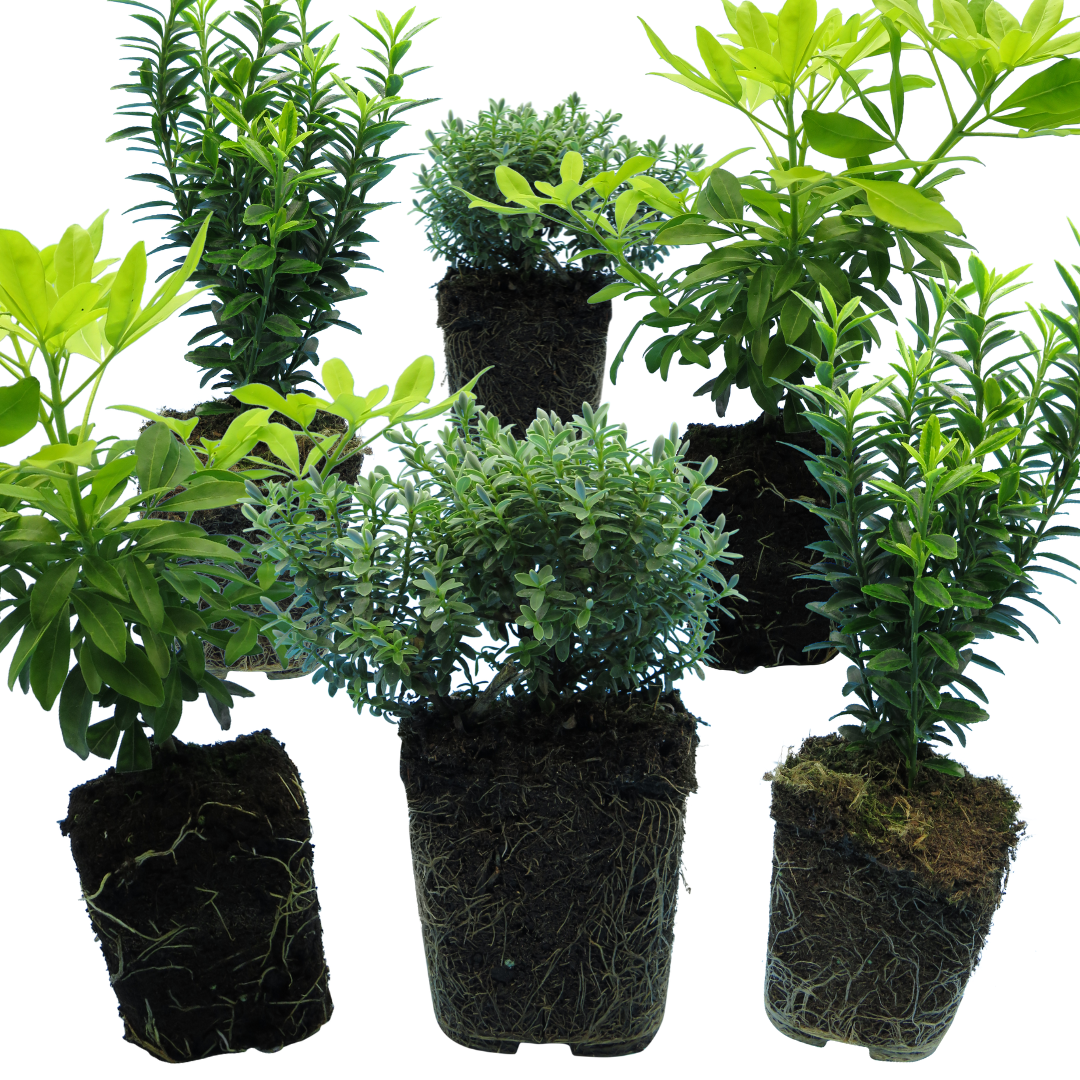 Set of Evergreen Shrubs - Euonymus, Choisya, Hebe from Cedar Nursery, Cobham