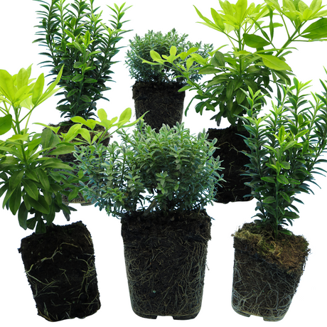 Set of Evergreen Shrubs - Euonymus, Choisya, Hebe from Cedar Nursery, Cobham