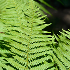 Dryopteris filix-mas (Male Fern) from Cedar Nursery, Cobham