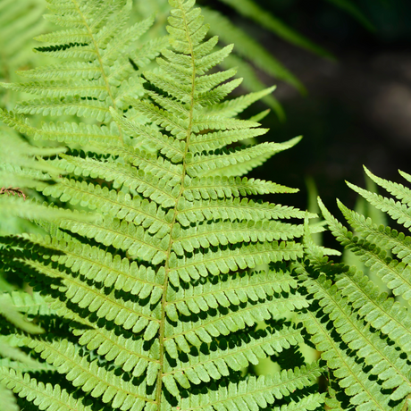 Dryopteris filix-mas (Male Fern) from Cedar Nursery, Cobham