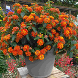 Lantana camara 'Evita Sunrise' from Cedar Nursery, Cobham