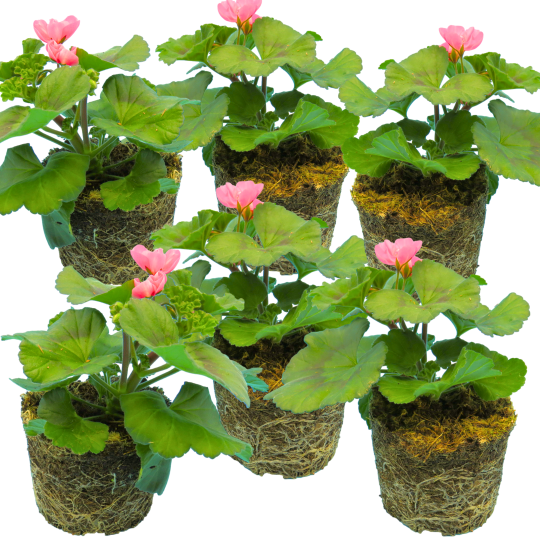 Pelargonium 'Toscana Dolce Vita Anne' from Cedar Nursery, Cobham