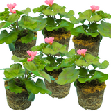 Pelargonium 'Toscana Dolce Vita Anne' from Cedar Nursery, Cobham