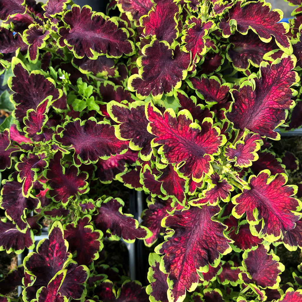 Solenostemon scutellarioides 'Mystical Rose' from Cedar Nursery, Cobham