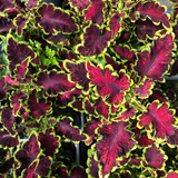 Solenostemon scutellarioides 'Mystical Rose' from Cedar Nursery, Cobham