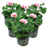 Pelargonium 'Toscana Dolce Vita Linus' from Cedar Nursery, Cobham