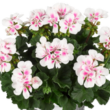 Pelargonium 'Toscana Dolce Vita Stella' from Cedar Nursery, Cobham