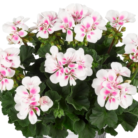 Pelargonium 'Toscana Dolce Vita Stella' from Cedar Nursery, Cobham