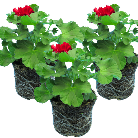 Pelargonium 'Calliope Dark Red' from Cedar Nursery, Cobham
