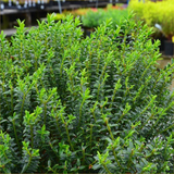 Hebe 'New Zealand Gold' from Cedar Nursery, Cobham