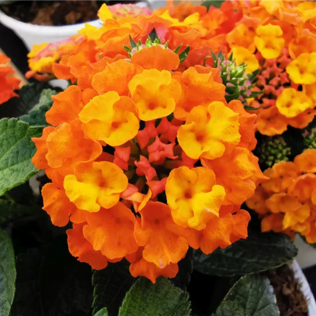 Lantana camara 'Evita Sunrise' from Cedar Nursery, Cobham