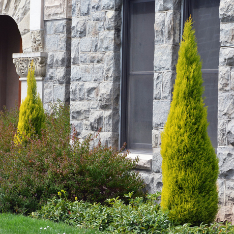 Cupressus macrocarpa 'Wilma'