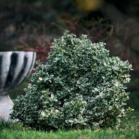 Euonymus fortunei 'Emerald Gaiety' from Cedar Nursery, Cobham