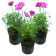 Cosmos bipinnatus 'Apollo Carmine' from Cedar Nursery, Cobham