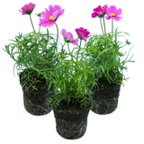 Cosmos bipinnatus 'Apollo Carmine' from Cedar Nursery, Cobham
