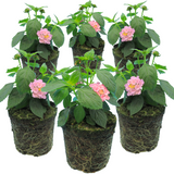 Lantana camara 'Evita Pink' from Cedar Nursery, Cobham