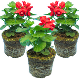 Pelargonium 'Calliope Landscape Fire' from Cedar Nursery, Cobham