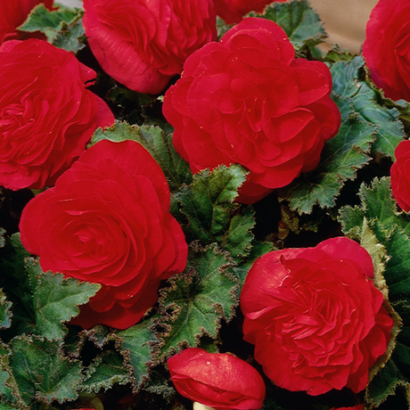 Begonia 'Mocca Scarlet' from Cedar Nursery, Cobham
