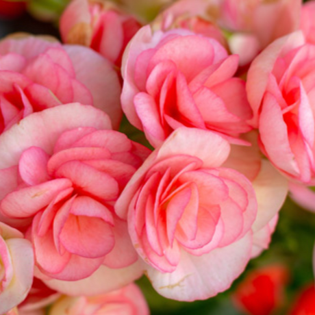 Begonia 'Ilona Camilla' from Cedar Nursery, Cobham
