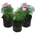 Cosmos bipinnatus 'Apollo Pink' from Cedar Nursery, Cobham