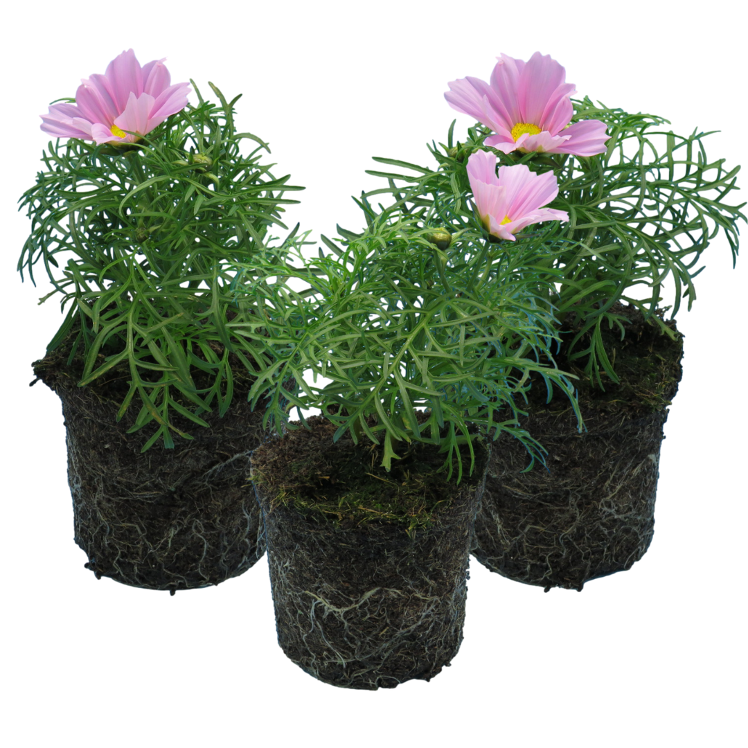 Cosmos bipinnatus 'Apollo Pink' from Cedar Nursery, Cobham