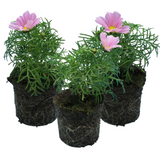 Cosmos bipinnatus 'Apollo Pink' from Cedar Nursery, Cobham